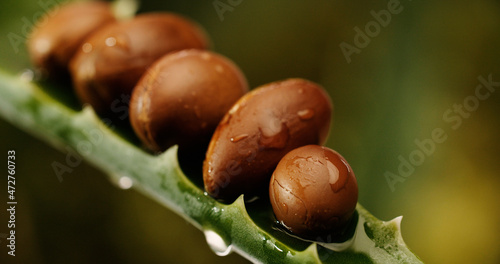 Argan tree nuts oil