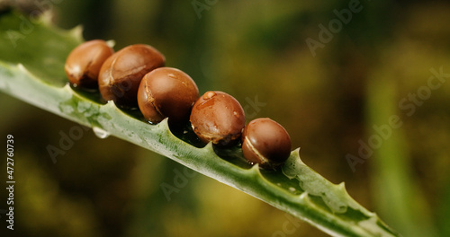 Argan tree nuts oil