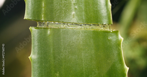 Aloe vera 