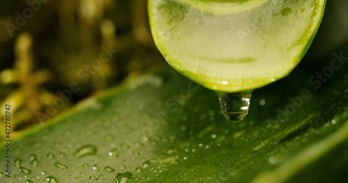 Aloe vera 