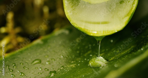 Aloe vera 