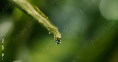 Aloe vera 