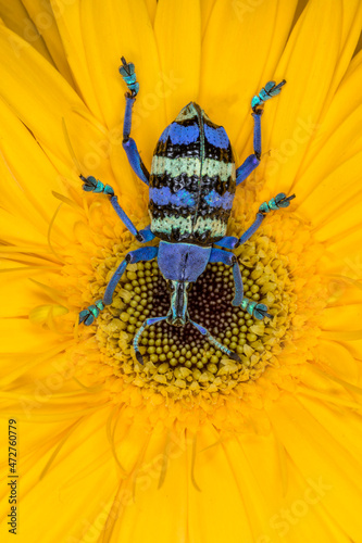 Weevil known as Eupholus magnificus from New Guinea photo