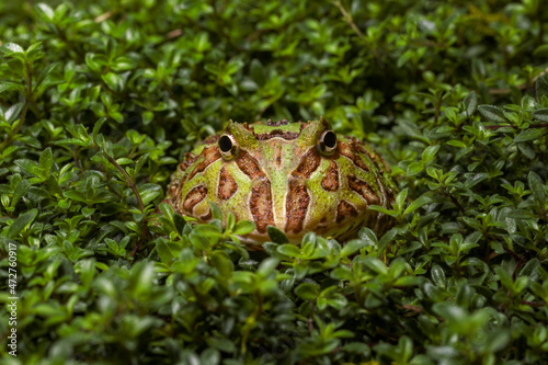 South American horned frog Pacman frog © Danita Delimont