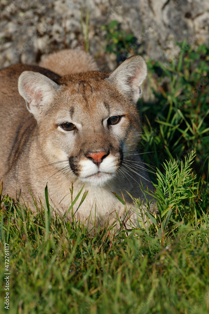 Obraz premium Mountain lion or puma