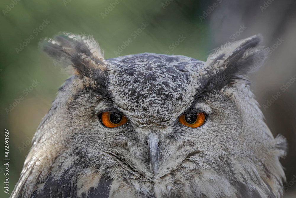 Fototapeta premium Eurasian eagle-owl, Bubo bubo