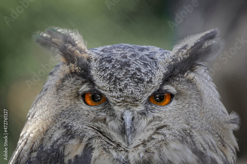 Eurasian eagle-owl, Bubo bubo