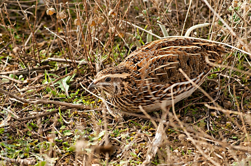 Coturnix coturnix - The common quail is a species of galliform bird in ...