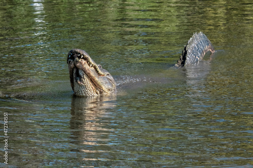American alligator, Florida © Danita Delimont