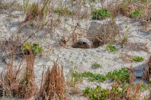 Gopher Tortoise, Florida photo