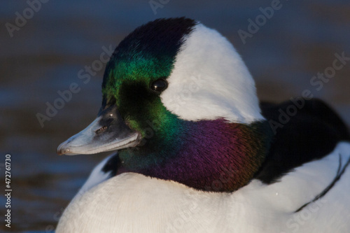 Bufflehead drake photo