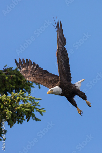 Bald eagle taking flight