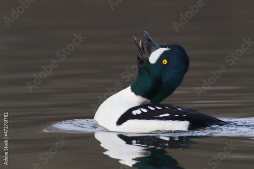 Obraz na plátně Barrow's goldeneye calling