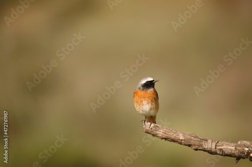 Phoenicurus phoenicurus - The redstart is a species of passerine bird in the Muscicapidae family. photo