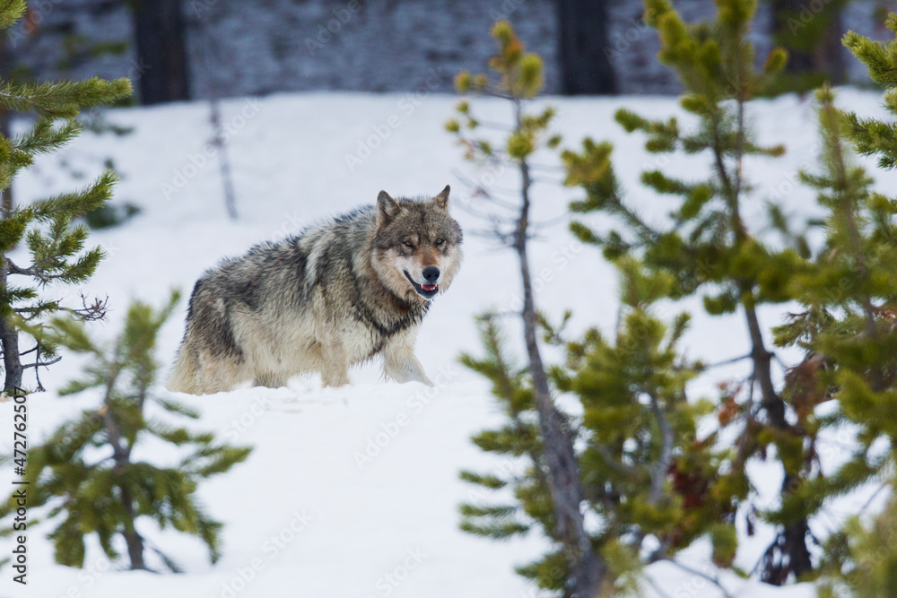 Naklejka premium Gray wolf