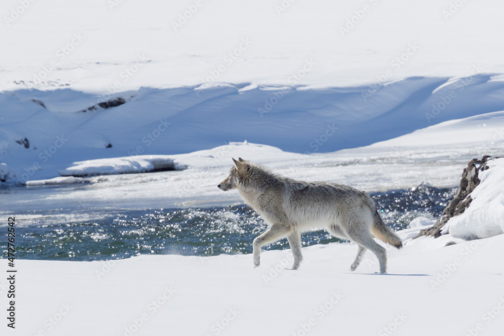 Fototapeta premium Gray wolf looking
