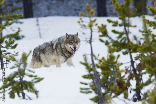 Gray wolf photo