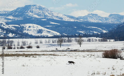Gray wolf crossing Lamar Valley photo