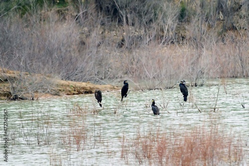 Phalacrocorax carbo - The great cormorant is a species of suliform bird in the Phalacrocoracidae family. photo