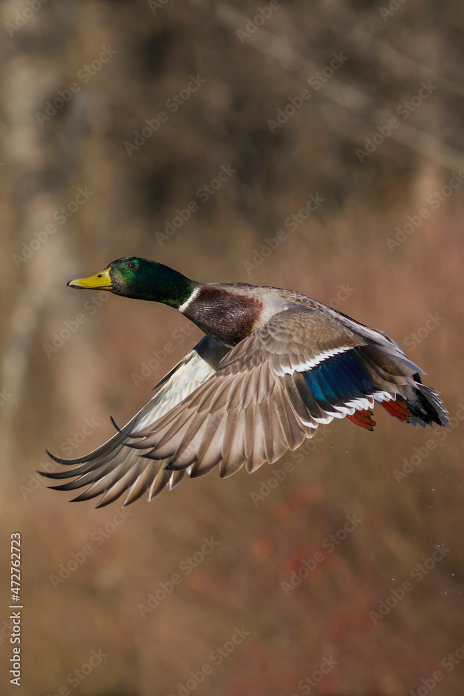 Obraz premium Mallard drake taking flight