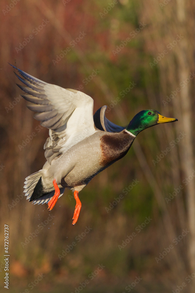 Mallard drake taking flight
