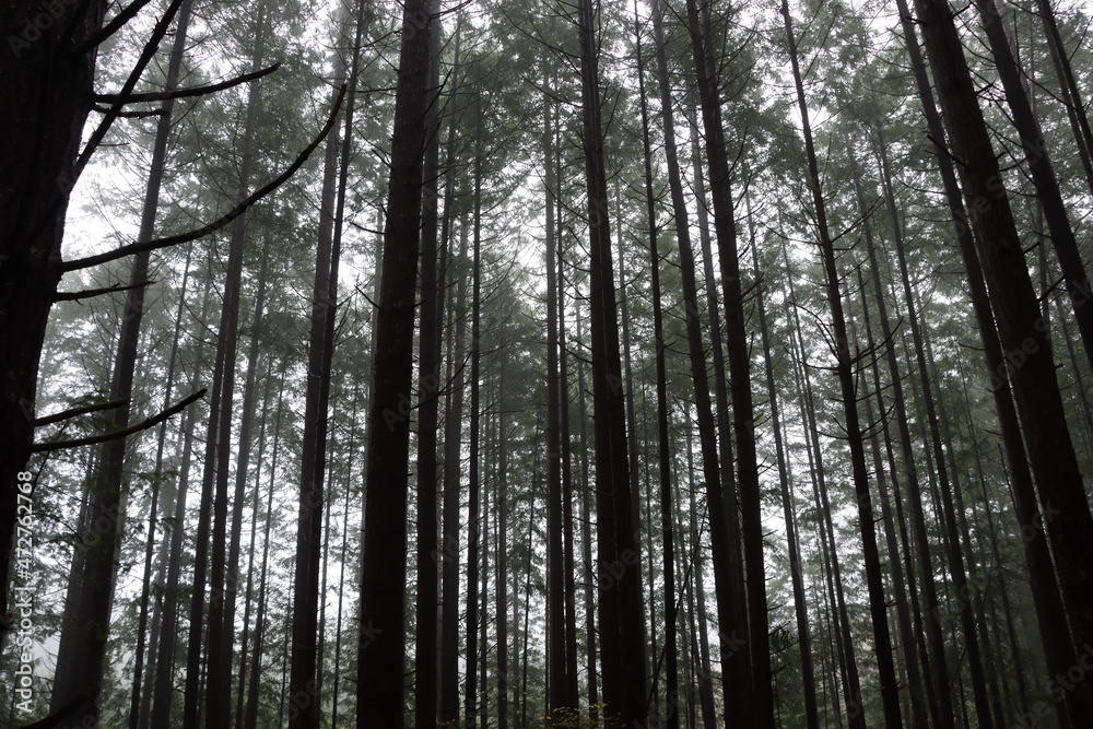 forest in the morning forest in the morning