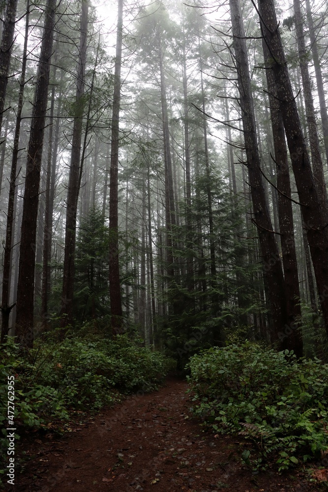 Fototapeta premium path in the woods