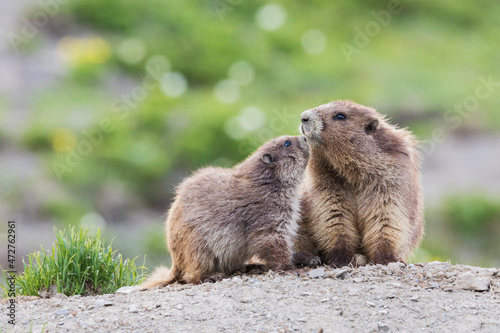 Foto Olympic marmots, parent and youngster