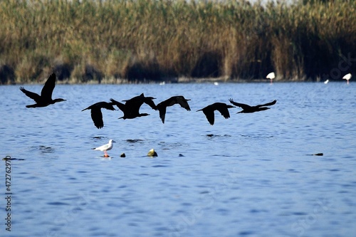 Phalacrocorax carbo - The great cormorant is a species of suliform bird in the Phalacrocoracidae family. photo