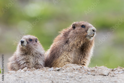 фотографія Olympic marmots, parent and youngster