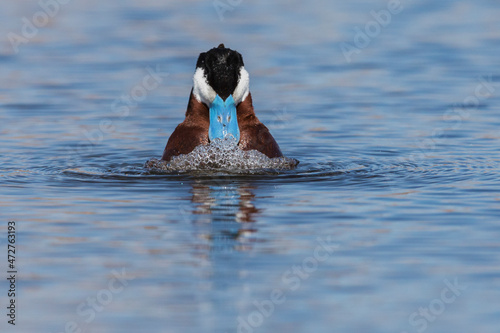 Ruddy duck, courtship bubbles