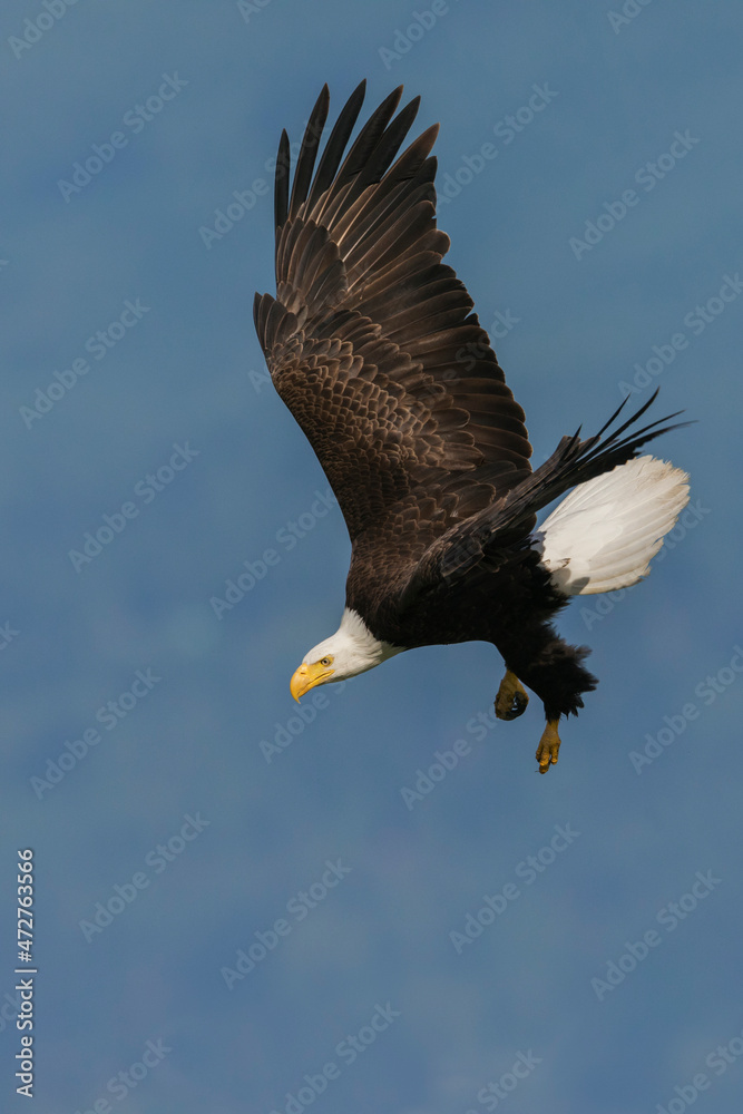 Fototapeta premium Bald eagle diving