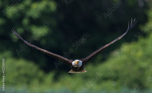 Bald eagle with meal (midshipman fish) photo