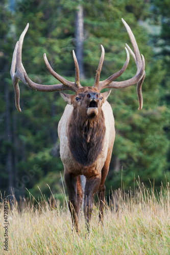 Fotografia Bugling bull elk