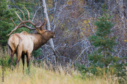 Bull elk bugling