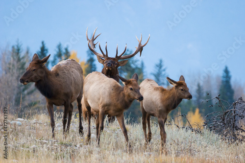 Bull elk herding cows