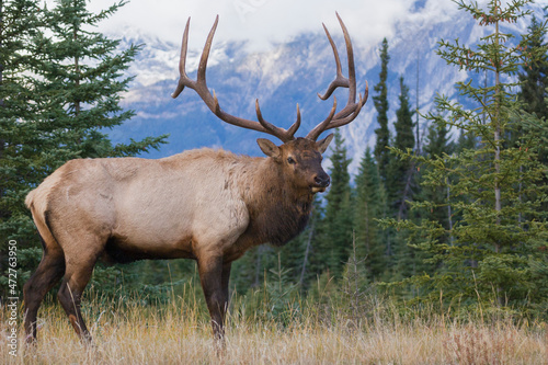 Rocky Mountain bull elk photo