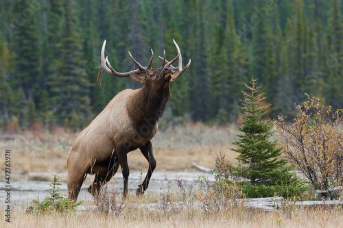 Rocky Mountain elk
