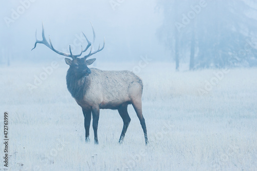 Bull elk  morning fog