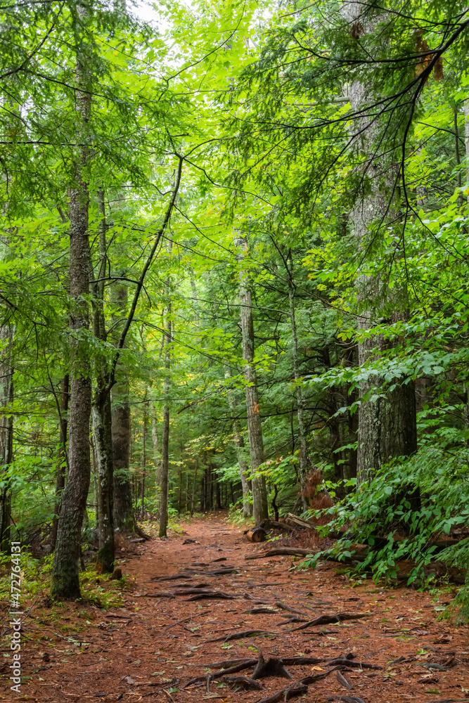 Fototapeta premium Forest around Echo Lake in New Hampshire, USA.