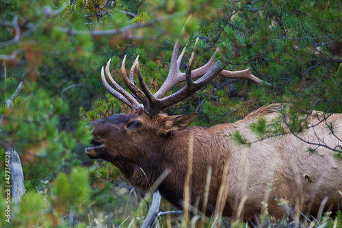 Bull elk bugling in thick timber