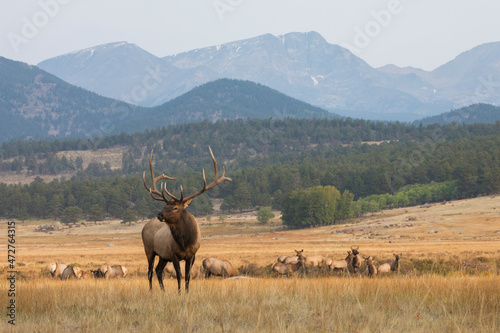 Rocky Mountain elk herd