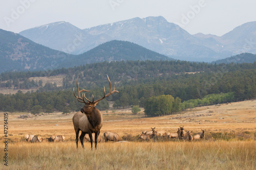 Obraz na plátne Rocky Mountain elk herd