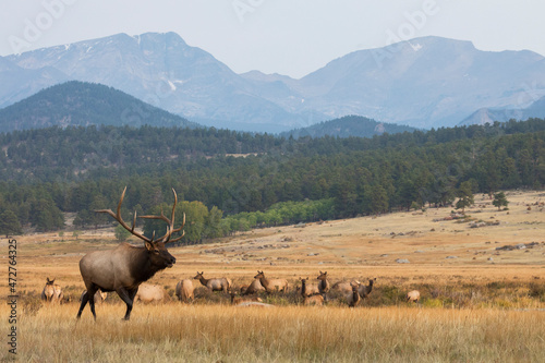 Tela Herd bull, bull elk asserting dominance