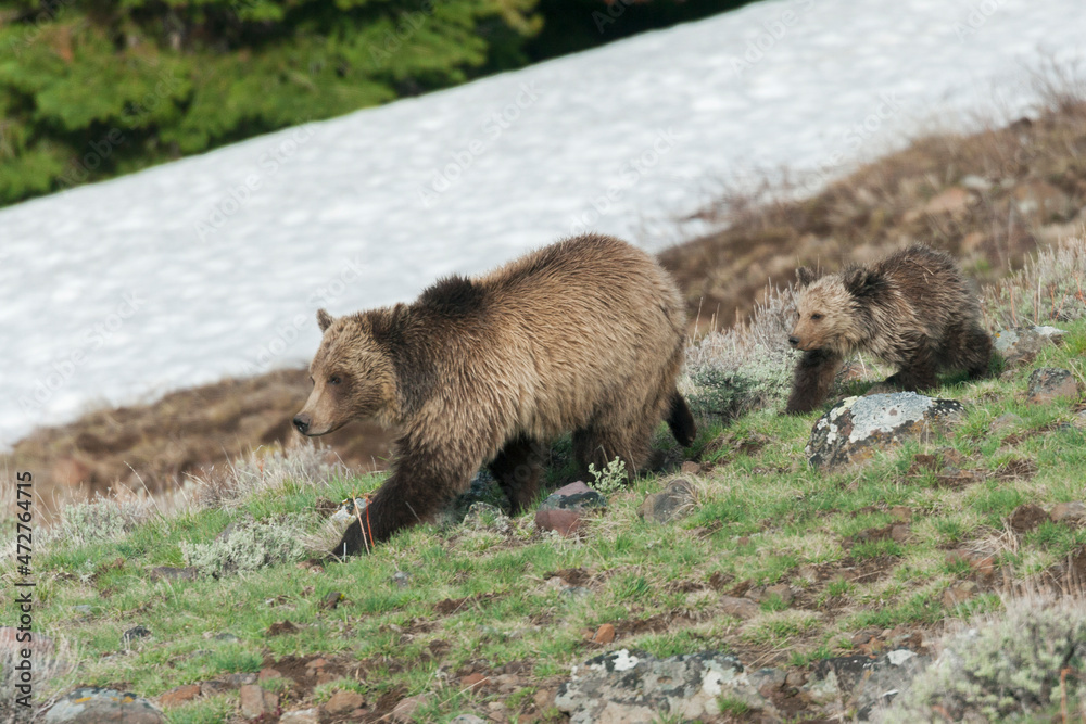 Fototapeta premium Grizzly sow with cub