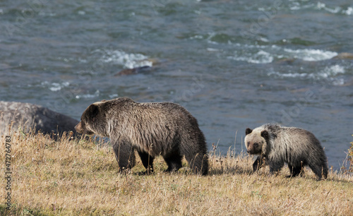 Bilde på lerret Grizzly bear sow with yearling cub