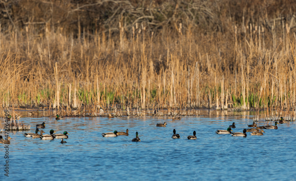 Waterfowl in wetland Stock Photo | Adobe Stock