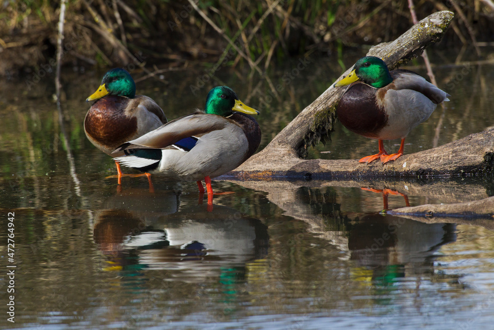 Fototapeta premium Mallard drakes Resting, timber pond