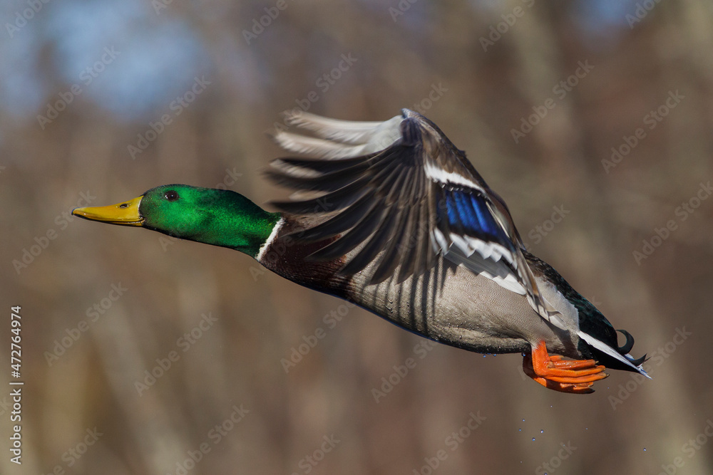 Obraz premium Mallard drake flying