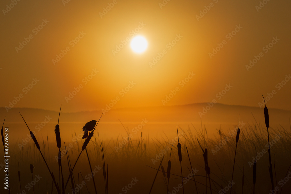 Sunrise at the wetland Sunrise at the wetland